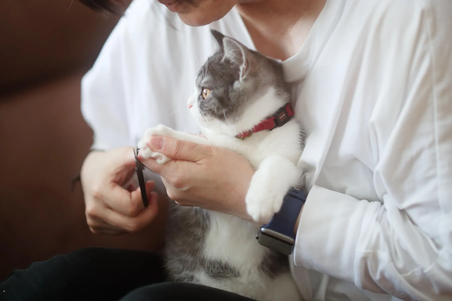 飼い主に爪を切ってもらう猫