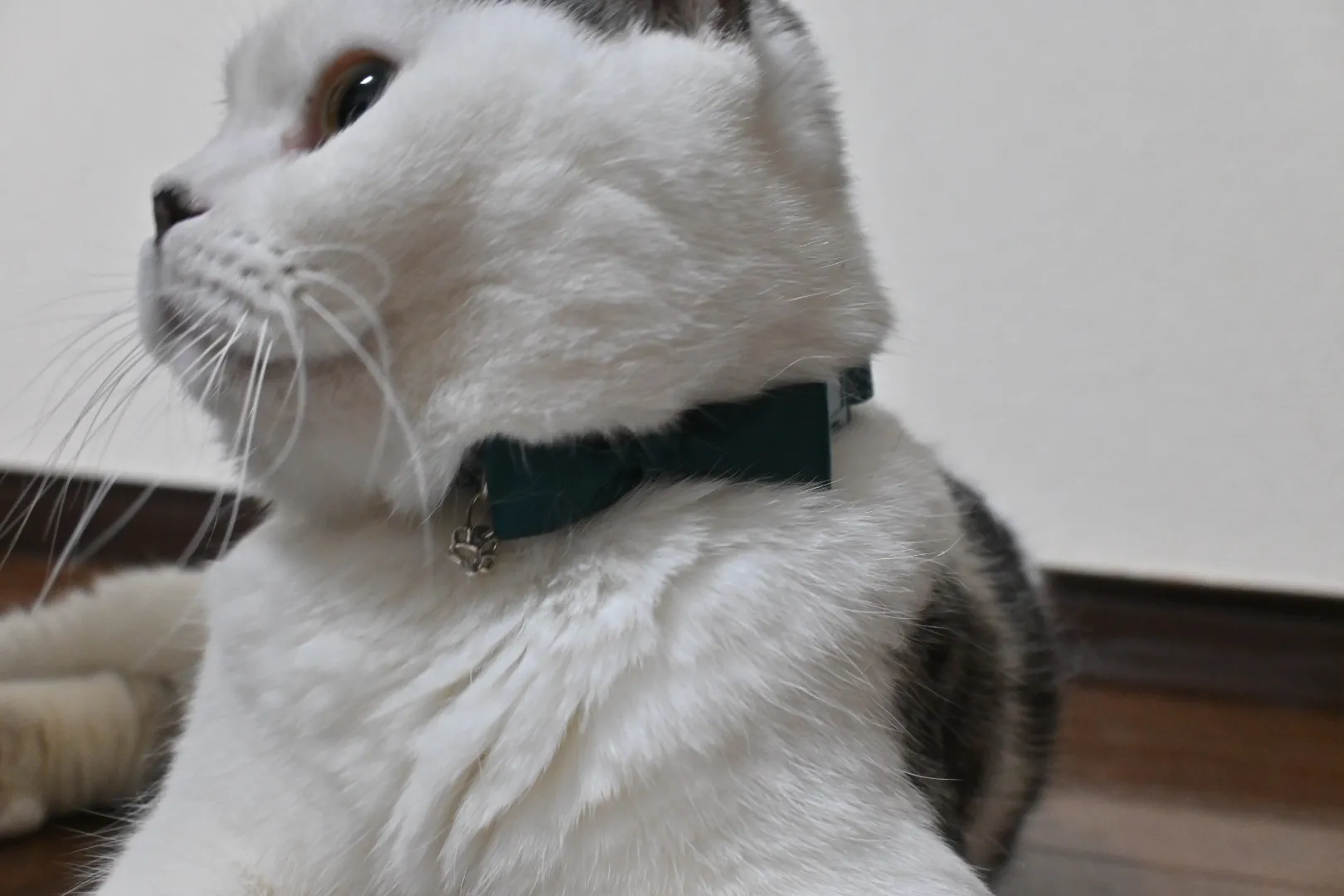 猫の首輪に付けたペアジュエリーのチャーム