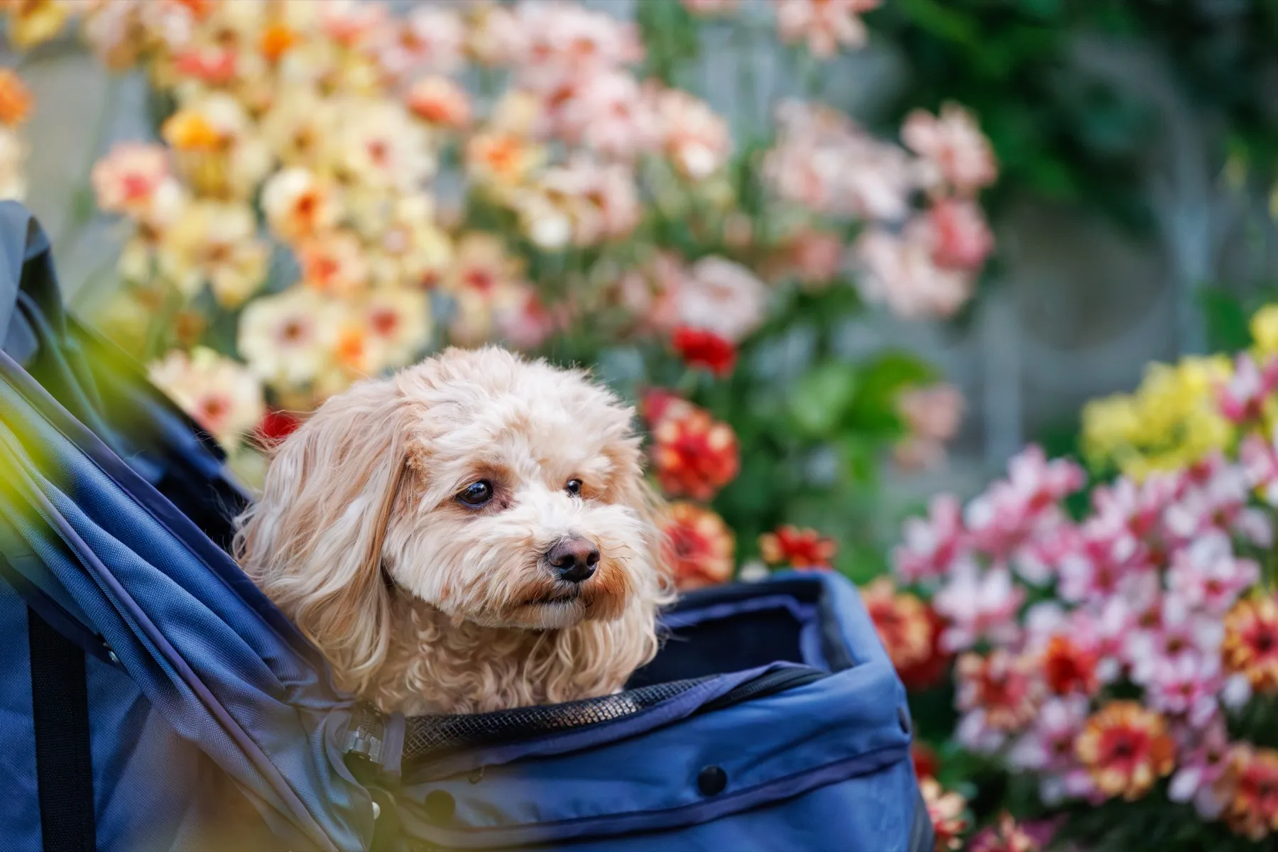 手紙と写真を前にする時間