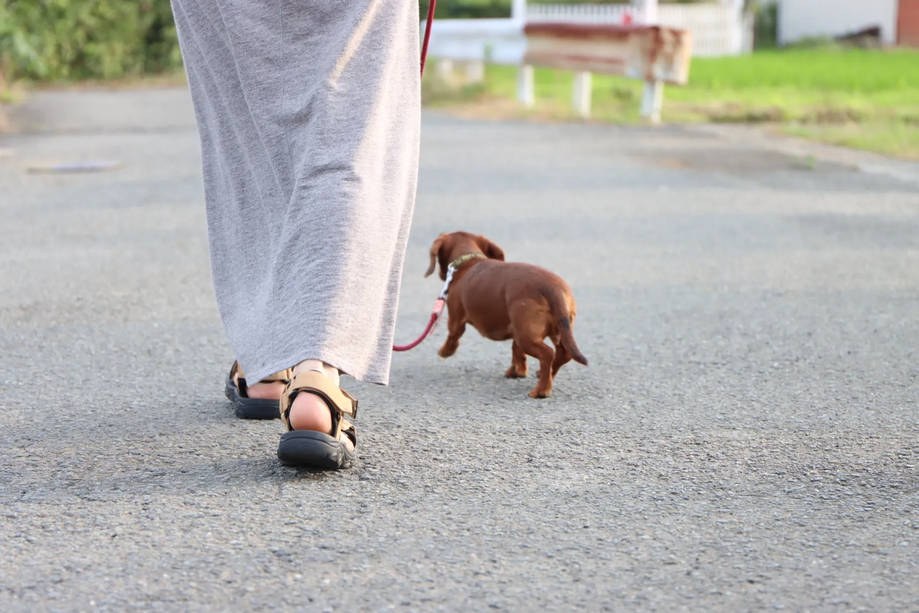 ダックスフンドと並んで歩く飼い主の足元
