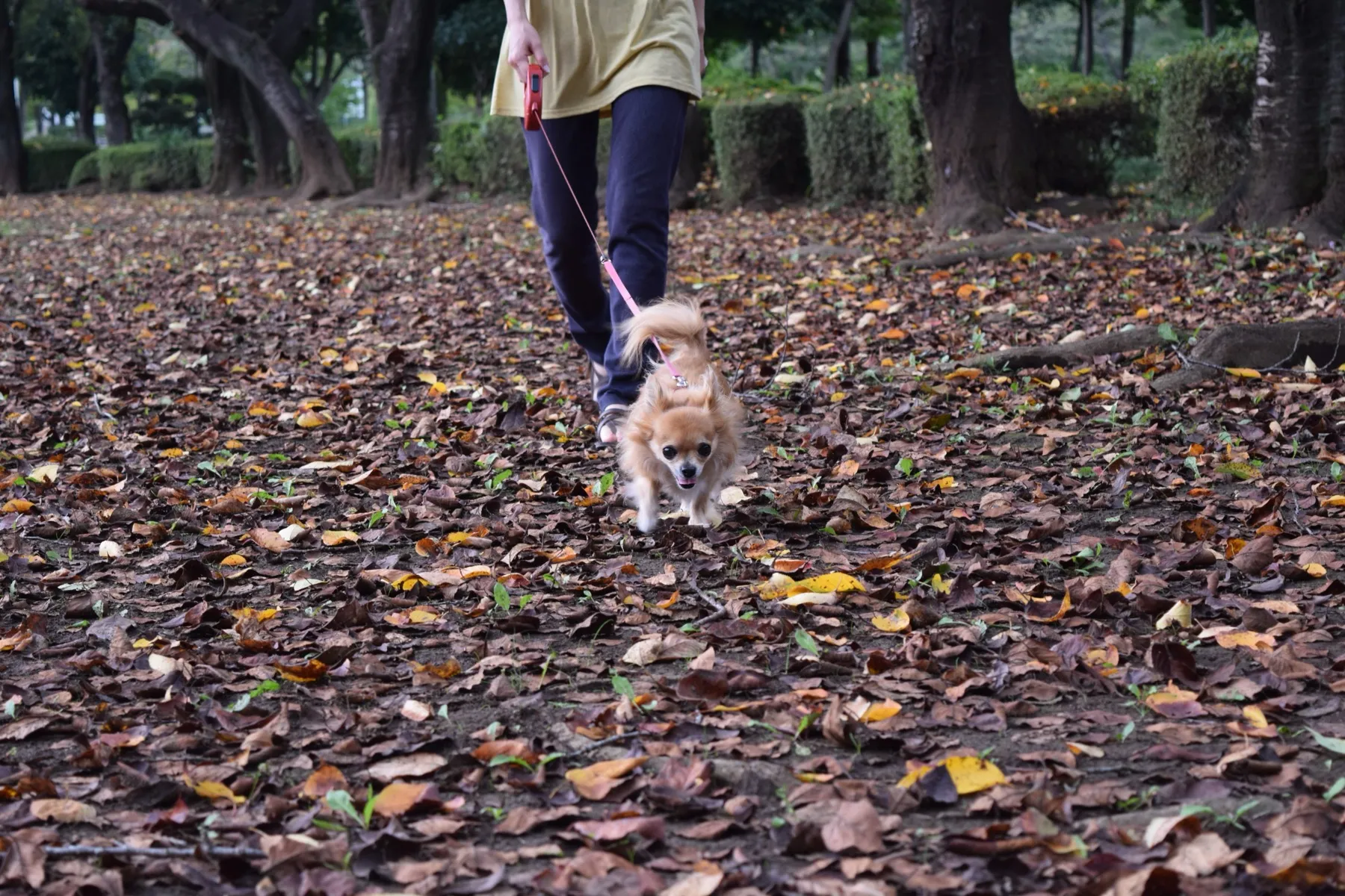 落ち葉の道を散歩する犬と飼い主の足元