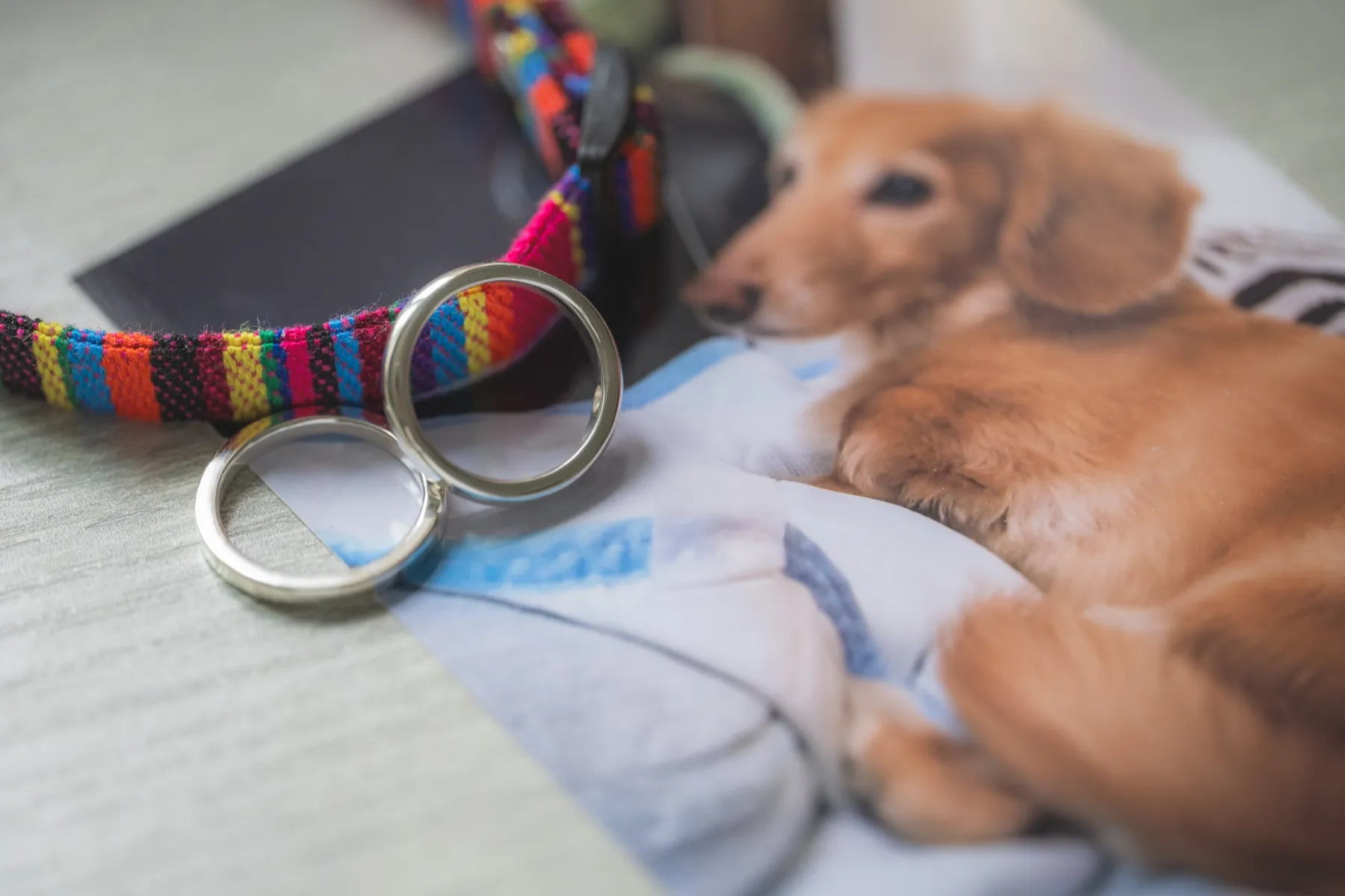 遺骨リングと首輪、ペットの写真