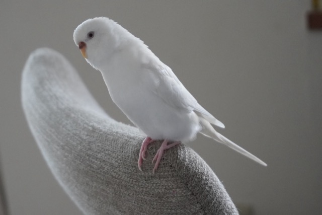 鳥との別れ｜火葬の選び方と、小さな遺骨の残し方