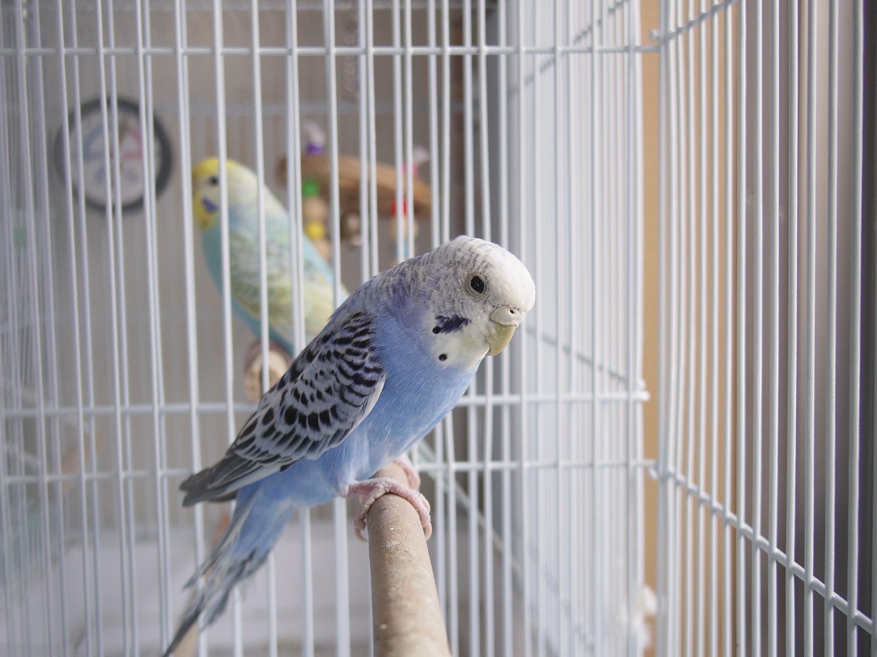 ケージの中の小鳥