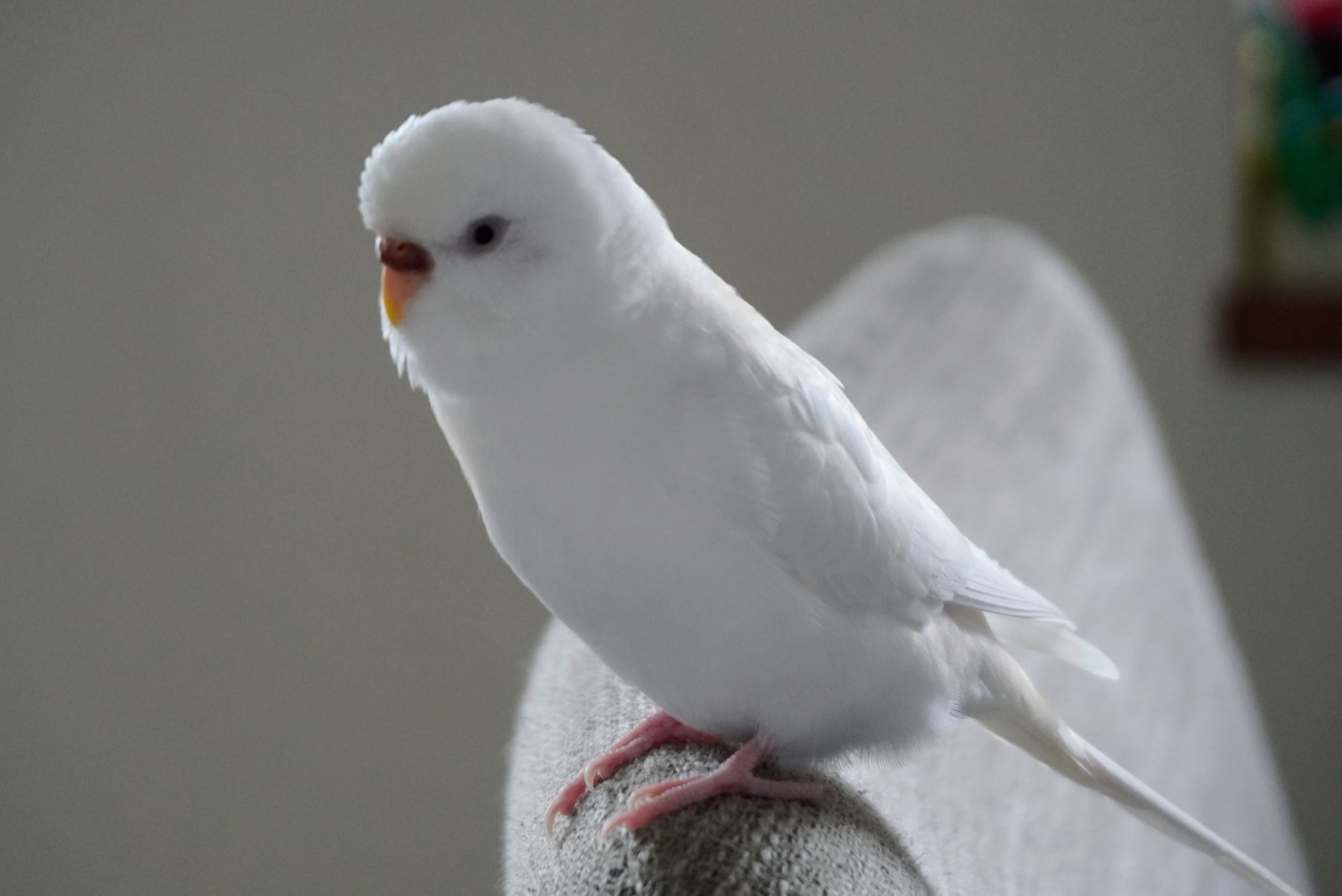 窓辺の白い小鳥