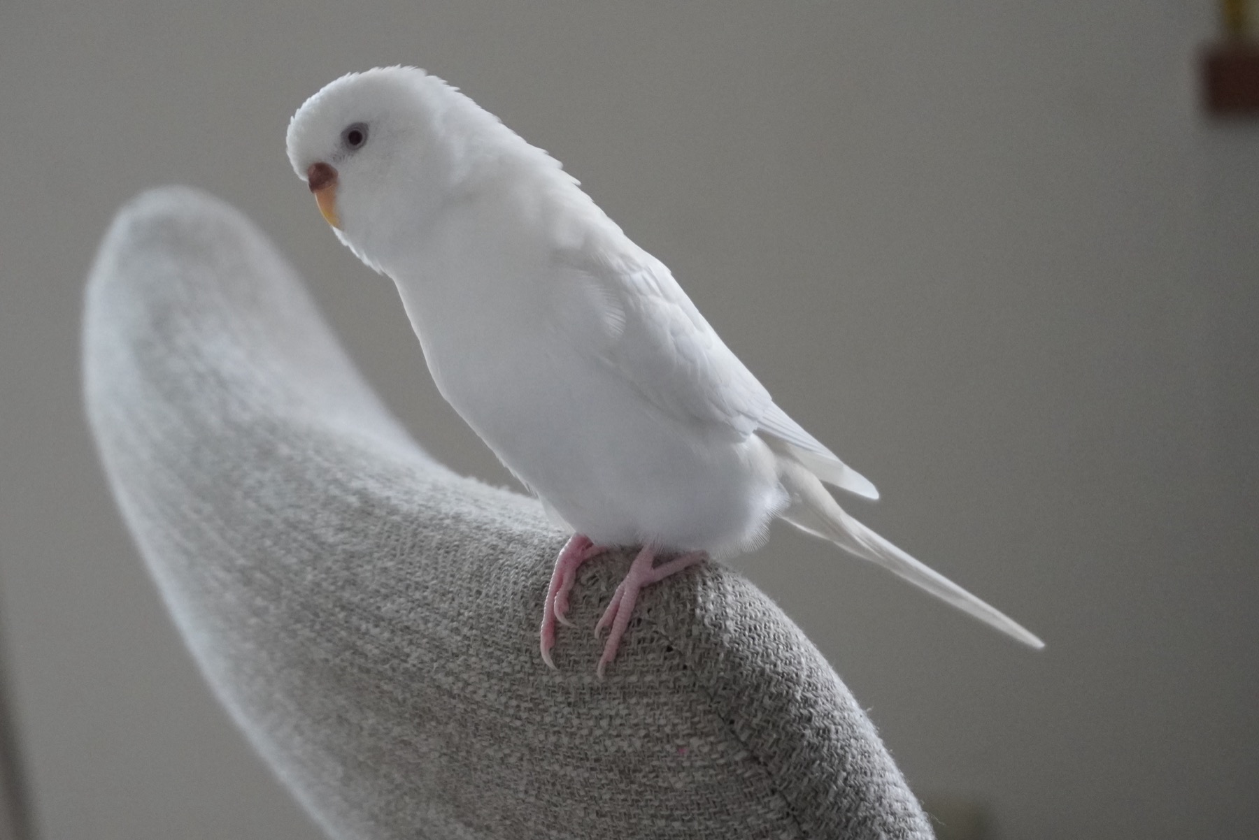 手のひらに乗る白い小鳥