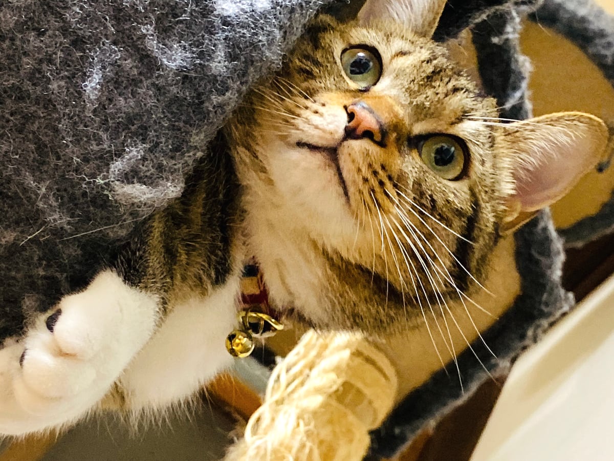 爪とぎに前足を添えて顔をのぞかせる猫