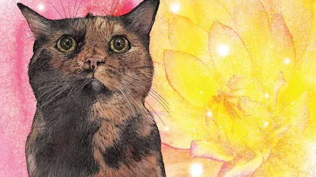 老猫との暮らし ～ペットロスに備えて～