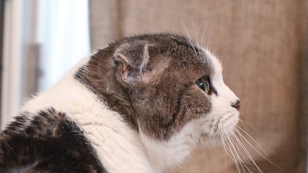 猫の遺骨リングに刻んだ6月29日。ぷりんちゃんと暮らした3年間