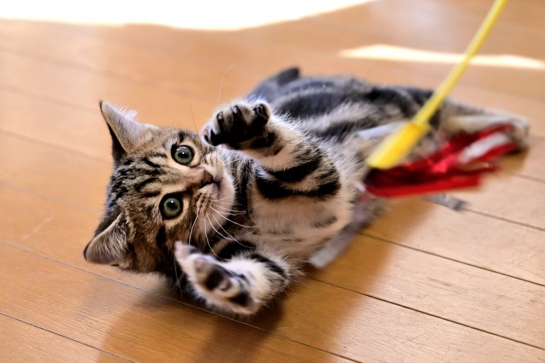 床でおもちゃと遊ぶ猫